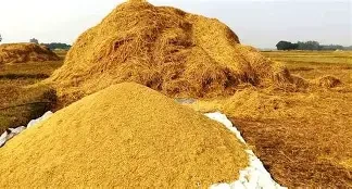 किसानले बर्खे धानको समर्थन मूल्य नपाएको गुनासो गरेका छन्