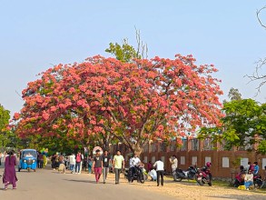 वीरेन्द्रनगरमा ढकमक्क गुलमोहर 