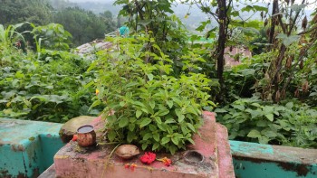 आज हरिशयनी एकादशी, तुलसीको बिरुवा सारिँदै