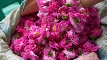 चीनमा गुलाबको व्यापार चम्कियो