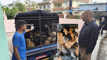 रेविज रोग शुन्यमा झार्न कुकुरको बन्ध्याकरण