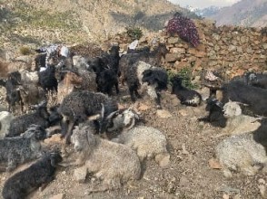 गुठिचौरको ठुलोहाँका पाटनमा चट्याङः २ सय भेडा मरेको अनुमान