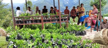 किसानलाई सुन्तलाका बिरुवा ः  महिलाहरूलाई आयआर्जनमा सहज