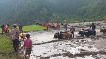 बाजुरामा धान रोपाइँ तीव्र, ८४ प्रतिशत जमीनमा लगाइ सकियो