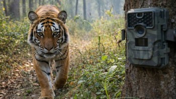 पर्सा निकुञ्जमा बाघ गणना थालियो