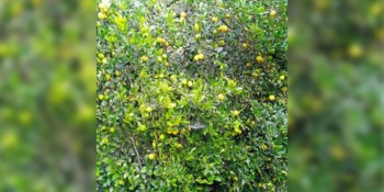 कागती बिक्री नहुँदा किसान रस र चुक बनाउन बाध्य