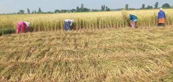 तिहारको रौनकमा किसानलाई धान भित्र्याउने चटारो