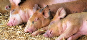 कैलाली-कञ्चनपुरमा बङ्गुरमा अफ्रिकन स्वाइन फिभर पुष्टि, सतर्क रहन आग्रह