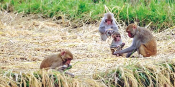 अर्घाखाँचीमा बाँदर र बँदेल नियन्त्रणका लागि २० जनालाई रोजगार