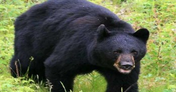 रसुवामा भालुको आक्रमण, दुई जना घाइते