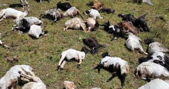 चट्याङ लागेर २१ वटा भेडाबाख्रा मरे