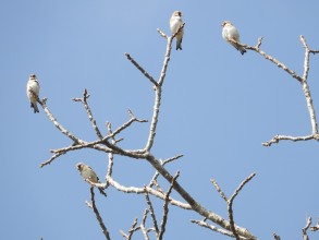 रेसुङ्गा र मदाने दुर्लभ चराको वासस्थान