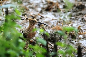 १६ वर्षपछि कालीगण्डकी बेसीनमा दुर्लभ पन्छी चिरकालिजको सङ्ख्या १८ जोडी