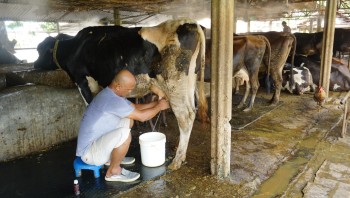 गाईभैँसीमा थुनेलो रोग