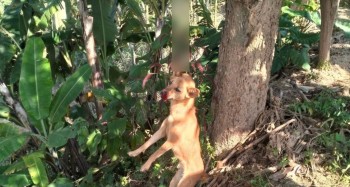 खोटाङमा कुकुरलाई झुण्ड्याएर मार्ने अभियुक्त अदालतमा पेश