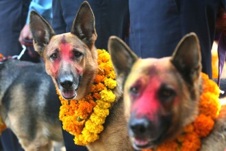 तिहारको तेस्रो दिन : नरक चतुर्दशी, कुकुर तिहार