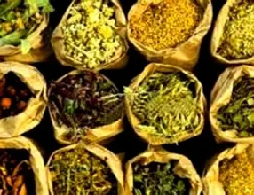 चिसो पहाडबाट झरेर तराईमा जडीबुटी व्यवसाय