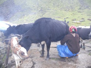 रसुवाली किसान : जता भेडा, उतै बास गर्मी–जाडो सर्ने गोठालो जीवन, नयाँ पुस्ता पेशाबाट टाढिँदै