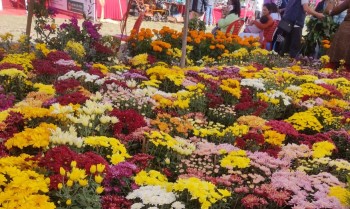 व्यावसायिक फूलखेतीबाट रु आठलाख आम्दानी