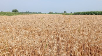 किसानलाई अनुदानमा गहुँको बीउ