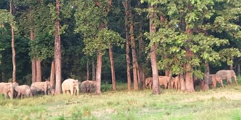 हात्तीको आक्रमणबाट वृद्धको मृत्यु