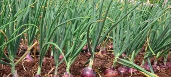 लमजुङमा ७० रोपनीमा प्याज खेती  गरिँदै