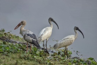नेपालमा जलपक्षीको सङ्ख्या घट्दो