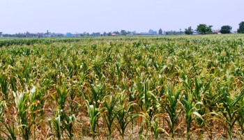 भाउन्नेमा पोलेको मकैको व्यापार फस्टाउँदै