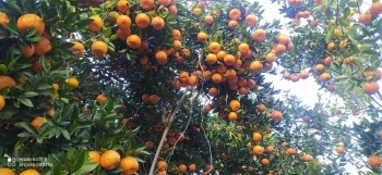 यस वर्ष पर्वतबाट ३२ करोडको सुन्तला निर्यात