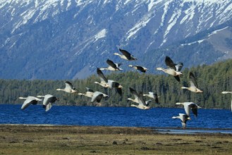 बढ्दो अतिक्रमण र प्रदूषणले सङ्कटमा सिमसार
