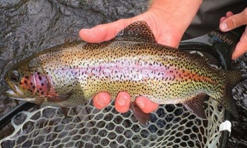 भारतीय माछाका कारण किसान संकटमा