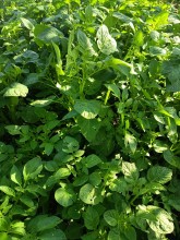 आलु उत्पादन वृद्धि हुने आशामा किसान उत्साहित