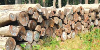 कैलालीमा ५३१ क्युफिट सालका चिरान काठ बरामद