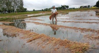 वर्षाले धानबालीमा क्षति पुगेका किसानलाई नगद उपलब्ध गराउने