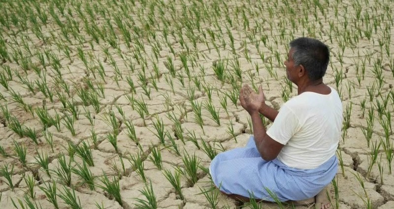 महोत्तरीमा रोपाइँ ४७ प्रतिशत मात्र सम्पन्न, कृषकहरू चिन्तित