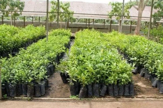 उन्नत जातका सुन्तलाका बेर्ना वितरण