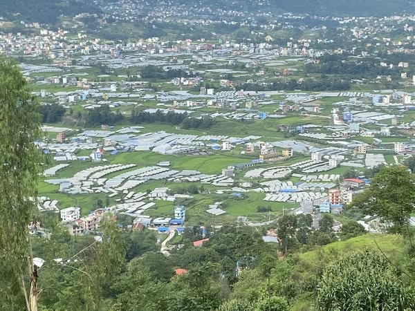 तारकेश्वरको जितपुरफेदीमा तरकारी खेतीले नयाँ उचाइ लिंदै