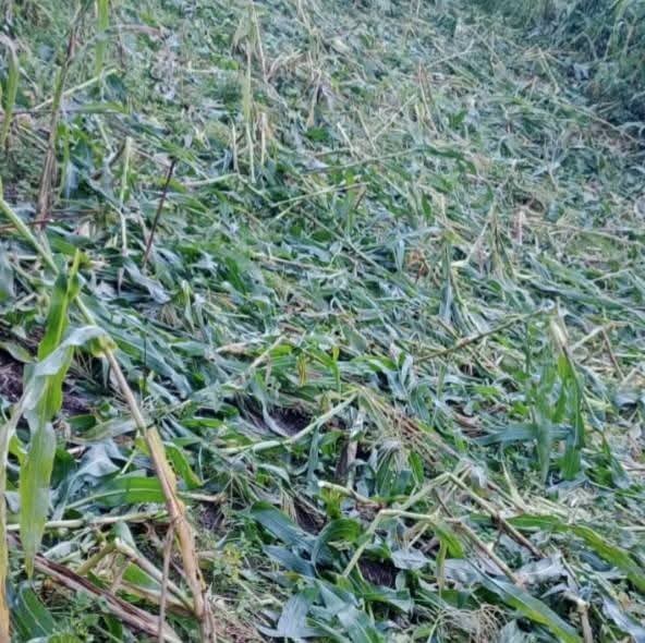 अर्घाखाँचीको अमजामा बँदेल आतंक, नन्दराम बेलबासेको मकै सखाप