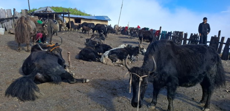 डोल्पाको मौर्रेलेकमा चौँरीपालन, हिमाली क्षेत्रको परम्परागत पेसामा कृषकको निरन्तर लगाव