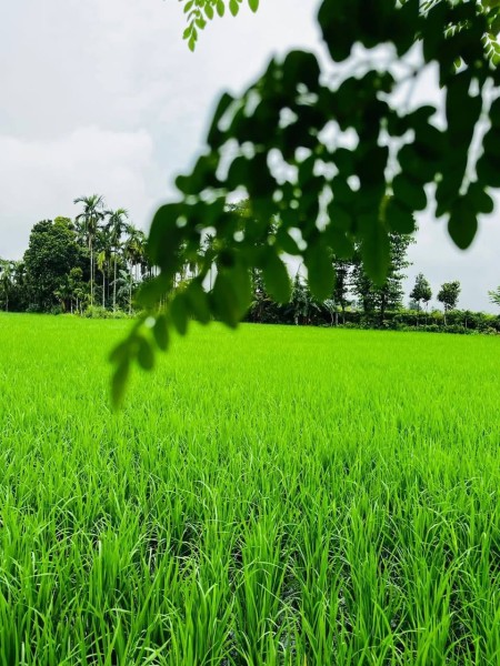झापामा वर्षाले खेत हरियाली, किसानमा आशा पलायो