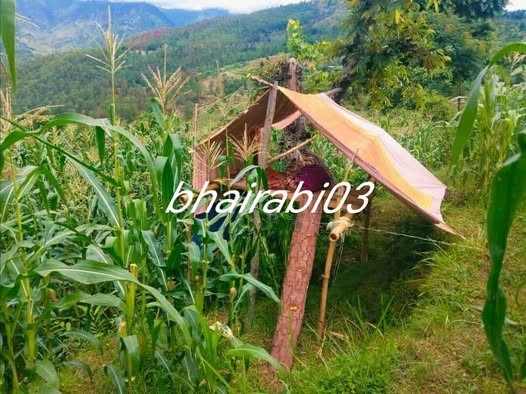 दैलेखका किसान रातदिन बाली जोगाउन बाध्य