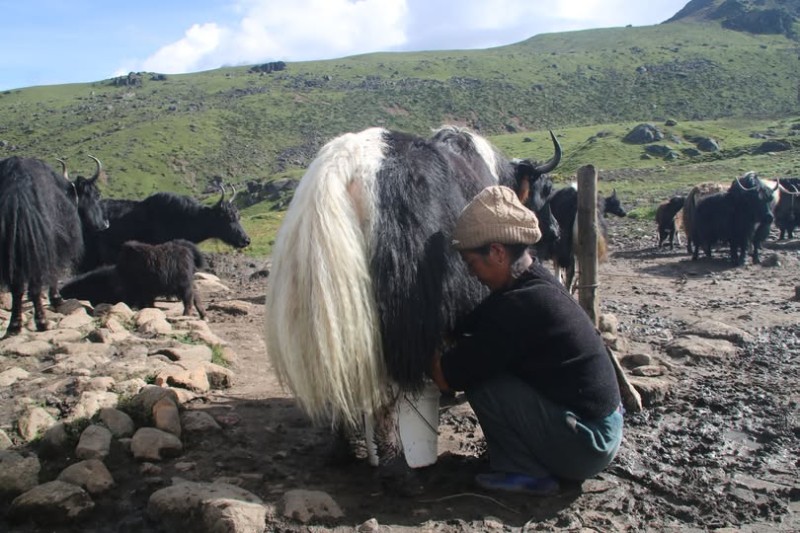 ताप्लेजुङको याक खर्कमा याकको दूध दुहिँदै महिला — पुर्खौली पेसा संरक्षणको माग