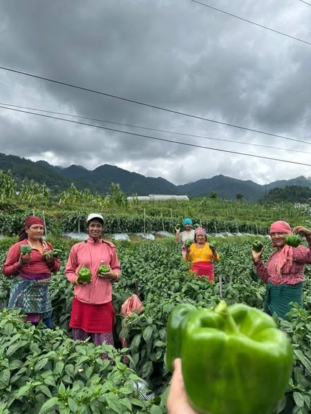 थाहा नगरपालिका–३ गोपाली गाँउमा बिकेश गोपालीद्वारा व्यवसायिक भेडे खुर्सानी खेती, बजारिकरणको तयारीमा