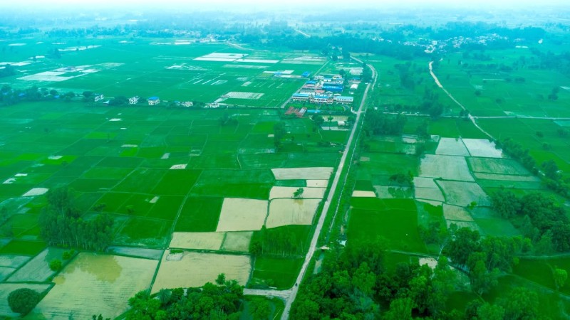 हर्दिनाथको धान अनुसन्धान केन्द्र आसपास हरियालीले ढाकियो, लक्ष्मीनियामा हरियो क्रान्तिको झल्को