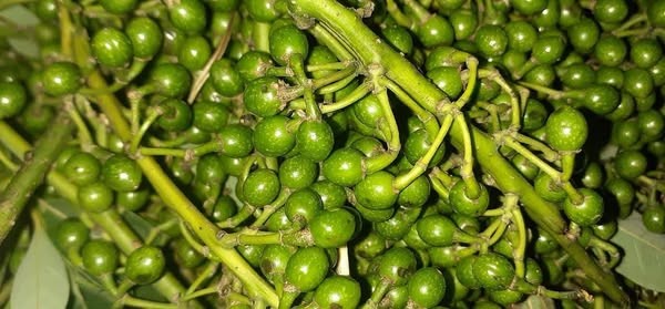 विश्व बजारमा सिलटिमुरको माग उच्च, नेपालमा खेर जाँदै