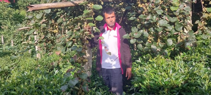 रेड किबीको फल उत्पादन सुरु, बर्खाकै समयमा पाक्ने विशिष्ट स्वादको फल