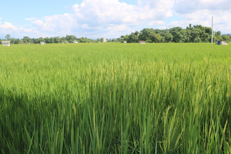 सौराहाको खेतमा धानबाली पसाउने काम सुरु