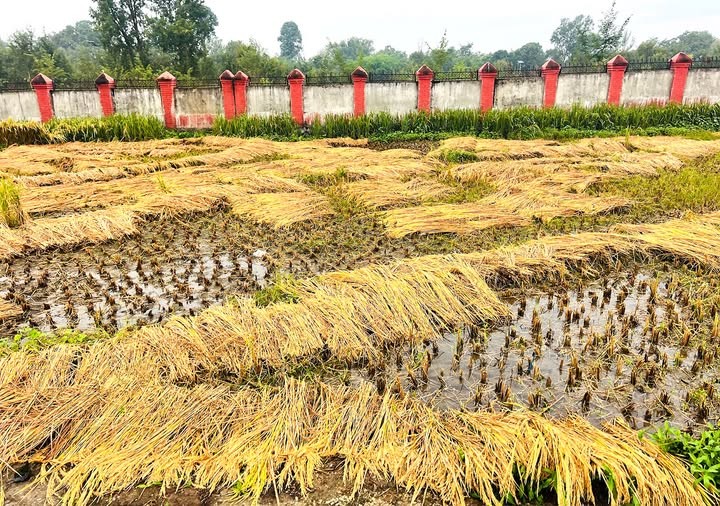 भिजेका धानबाली : किसानहरू तनावमा