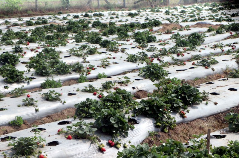 ‘स्ट्रबेरी’खेतीले बढायो ‘एग्रो–टुरिजम’को आकर्षण