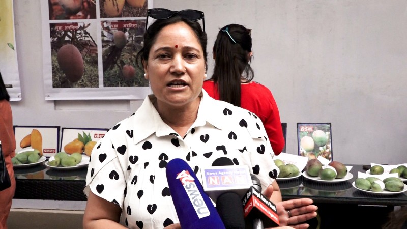 काठमाडौंमा आँप महोत्सव : प्रतिकिलो चार लाख पर्ने आँप प्रदर्शनमा